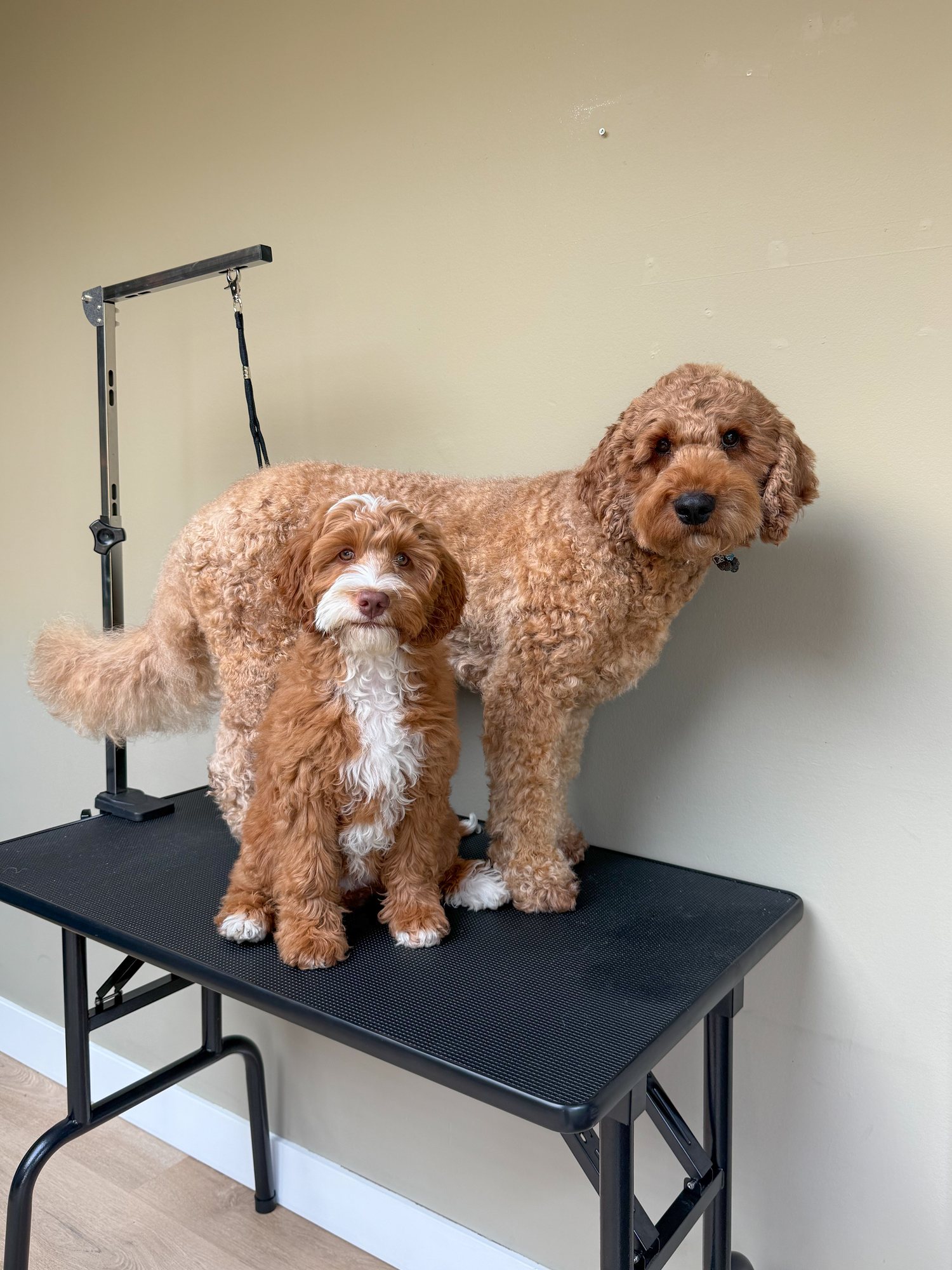 Twee honden, een grote en een kleine, samen op de opvouwbare trimtafel 95x55 cm